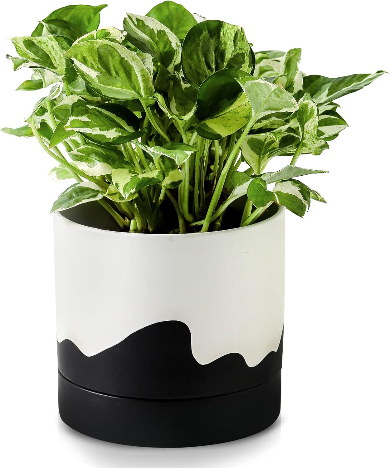 Nihow Ceramic Plant Pot: 6 Inch Planter with Drainage Hole & Saucer for Indoor & Outdoor Plants - Cylinder Round Flower Pot for Succulent/Herbs/Violets - White & Wave Black