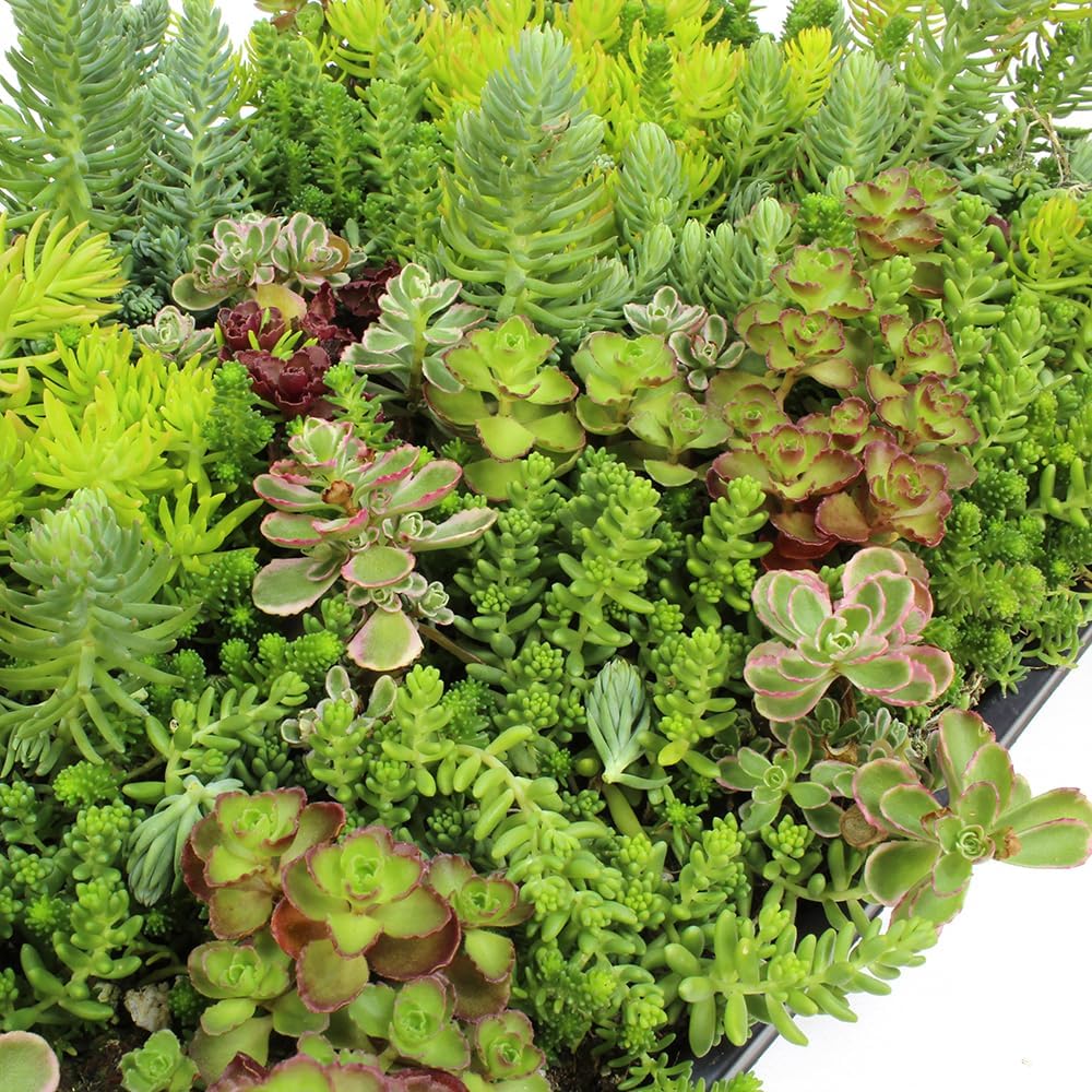 Sedum Tile, Live Sedum Succulent Planter, Stonecrop Plant Sedum Mat, Preplanted Succulent Sedum Carpet, Live Flowering Plants Sedum Planter, Sedum Plant Succulents Live Plant Wall by Plants for Pets