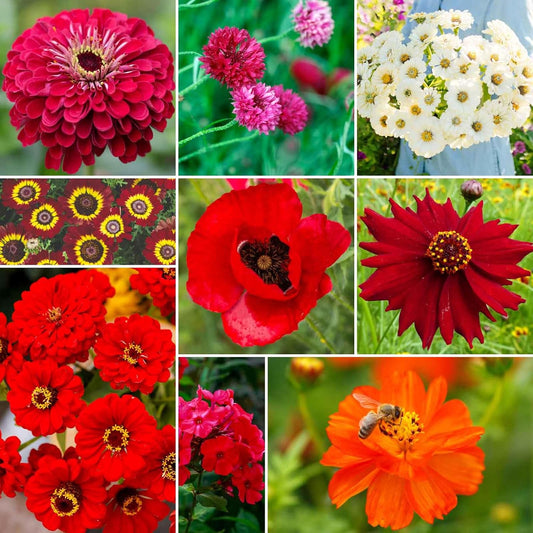 Eden Brothers Big Red Flower Mixed Seeds for Planting, 1/4 lb, 120,000+ Seeds with Painted Daisy Flame, Zinnia, Red Phlox | Attracts Pollinators, Plant in Spring or Fall, Zones 3, 4, 5, 6, 7, 8, 9, 10