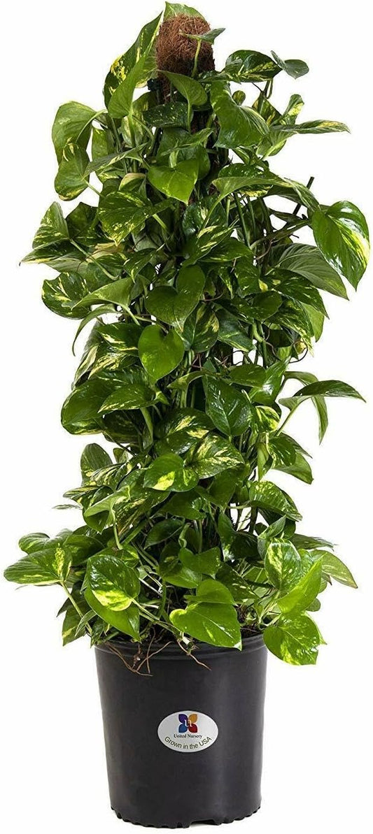 United Nursery Golden Pothos Totem – 10-Inch Pot – 38–42” Tall – Indoor Climbing Houseplant with Heart-Shaped Variegated Leaves – Easy-Care, Air-Purifying Tropical Plant for Home or Office Decor