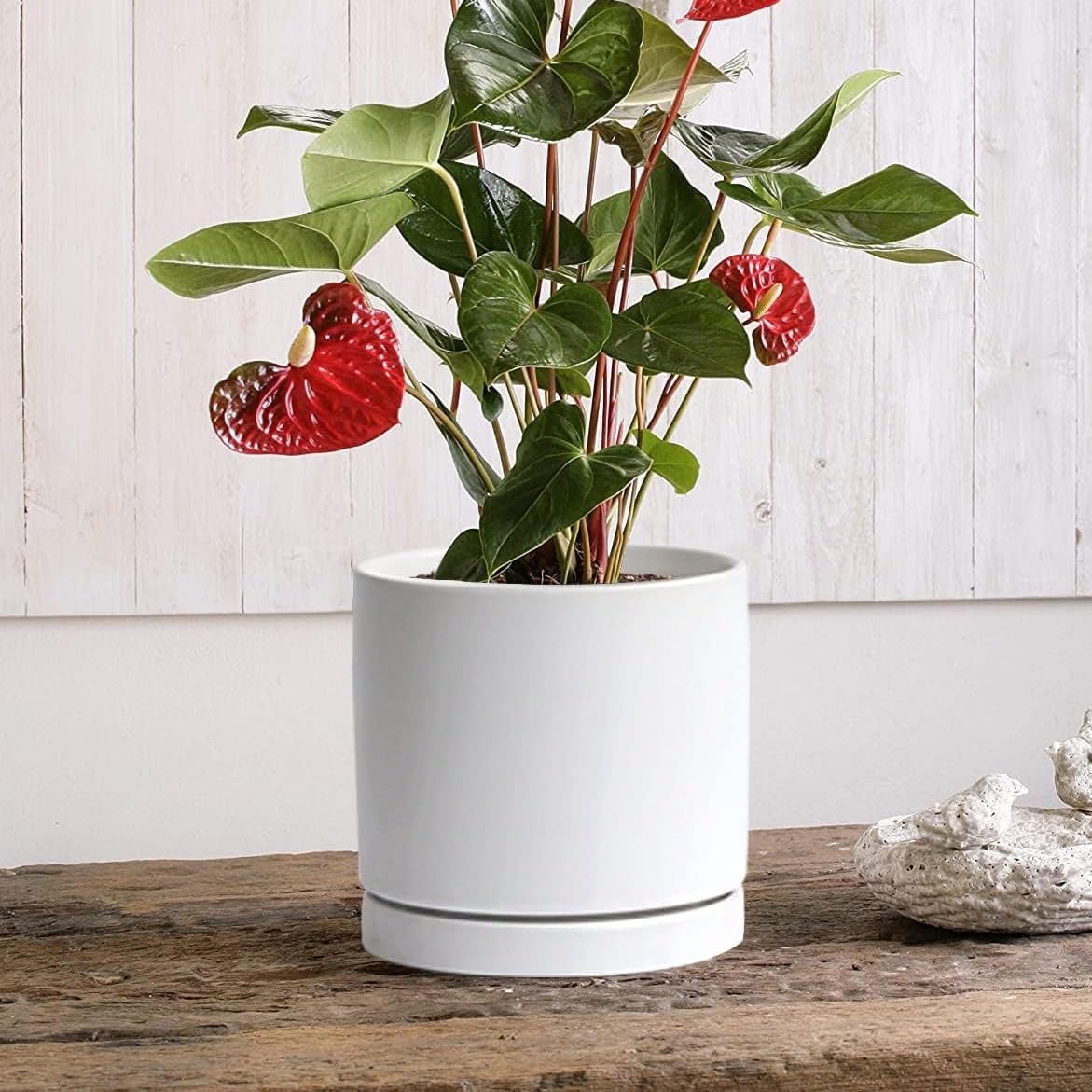 2 Pack Ceramic Plant Saucer Pot Tray 6 Inch, Planter Saucers 4 5 6 7 8 9 10 11 12 13 Inch for Indoors Outdoor, Durable Sturdy Flower Drainage drip Water Tray for Glazed Pots Base (6.4 Inch-White)