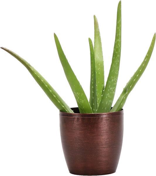 Thorsen's Greenhouse Aloe Vera, Live Indoor Plant, Aloe barbadensis, Easy to Grow, Succulent, Natural Air Purifier, 4" Diameter Pot (Copper)