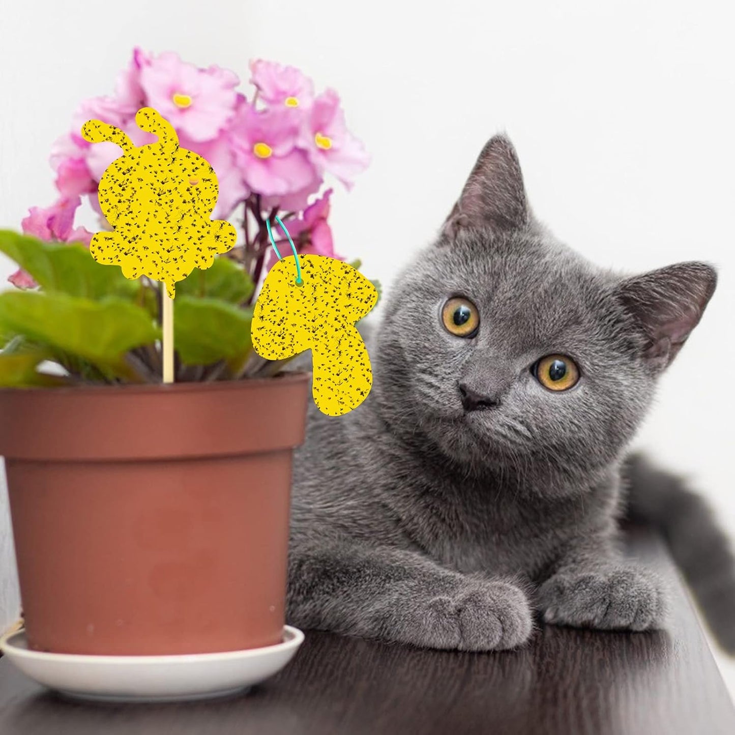 60 Pack Yellow Sticky Traps Fungus Gnat Sticky Traps, Gnat Traps for House Indoor Gnat Killer Indoor, House Plant Gnats Bugs Sticky Killer Fruit Fly Traps for Indoor