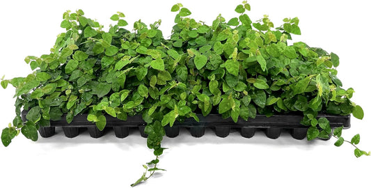 Creeping Fig Vine | 20 Live Plants | Ficus Pumila | Fast-Growing Ground Cover | Evergreen Climbing Vine for Walls & Trellises