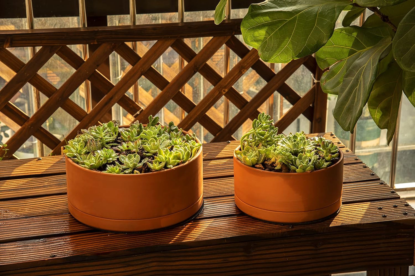 D'vine Dev 12 Inch Succulent Terracotta Shallow Pot with Drainage Hole and Saucer, Round Cylinder Planter Pot for Plant Flower, 40-Y-C-0