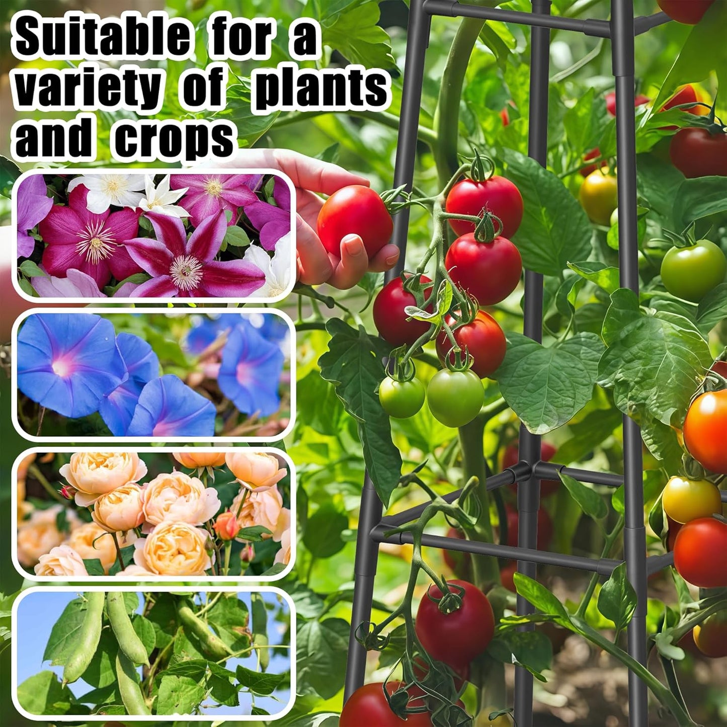 6FT Obelisk Trellis for Climbing Plants Outdoor, 16mm Rust-Proof Extra Thickened Plastic-Coated Metal Pipes, Indoor Climbing Support for Potted Plants, Vines, Flowers Stands,Black