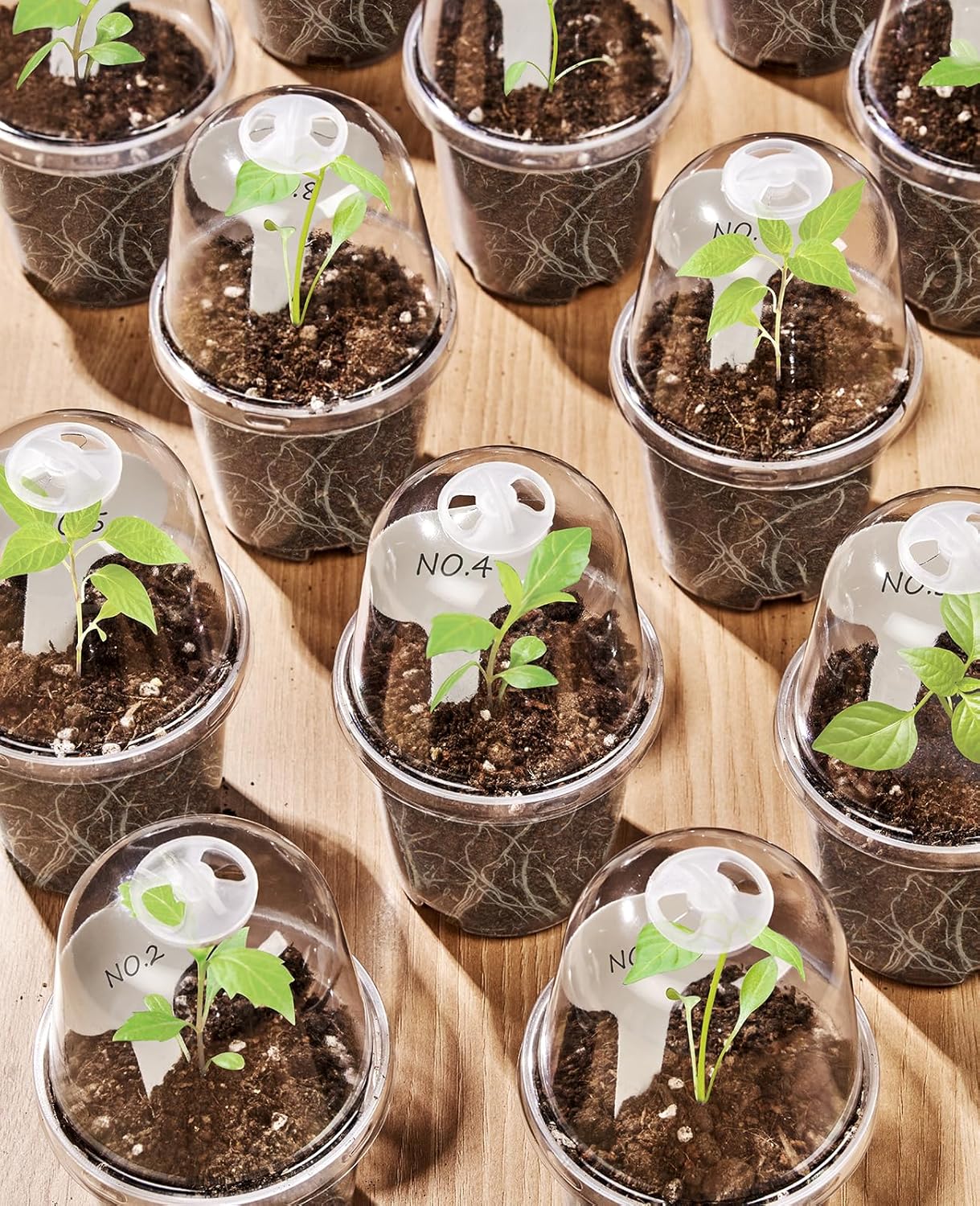 homenote Clear Nursery Pots for Plants,3 Inch Plant Pot for Planting with Humidity Domes Plastic Seedling with Drainage Holes Seed Starter Flower High Transparency (30 Pack)