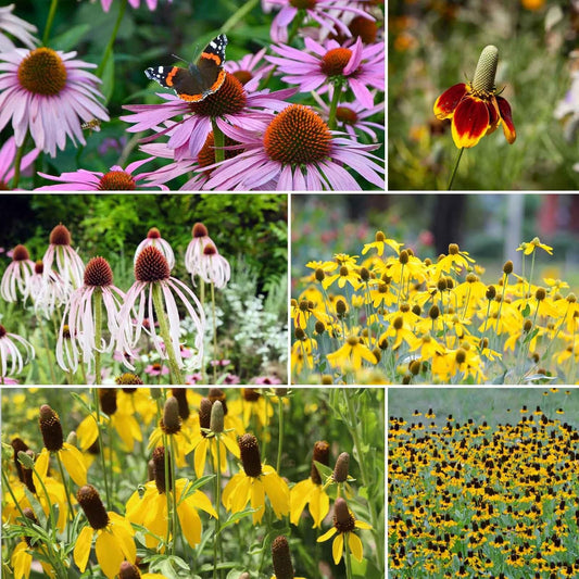 Eden Brothers Conehead Flower Mixed Seeds for Planting, 1 lb, 480,000+ Seeds with Prairie Coneflower, Mexican Hat | Attracts Pollinators, Plant in Spring or Fall, Zones 3, 4, 5, 6, 7, 8, 9, 10
