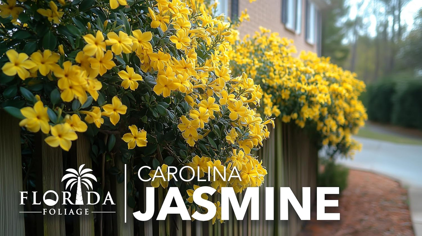 Carolina Jasmine | 10 Live Plants | Gelsemium sempervirens | Fast-Growing Flowering Vine for Trellises & Fences | Climbing Landscape Plants