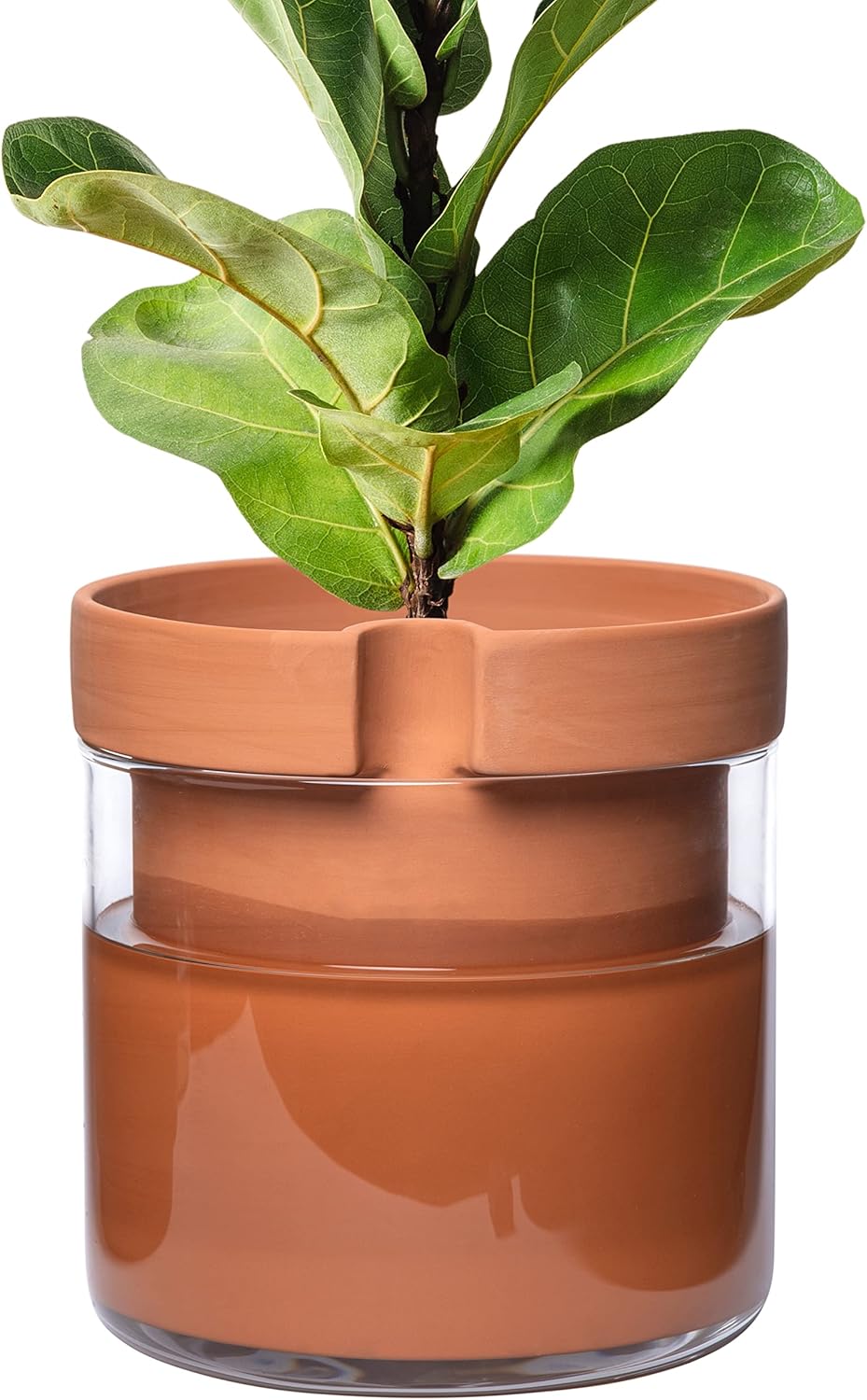 Phoenix Vine 10 Inch Self Watering Planter Pot, Terracotta Clay Pot with Glass Reservoir for Indoor Plants, Herbs, Flowers, Set of 1, 52-A-I-1