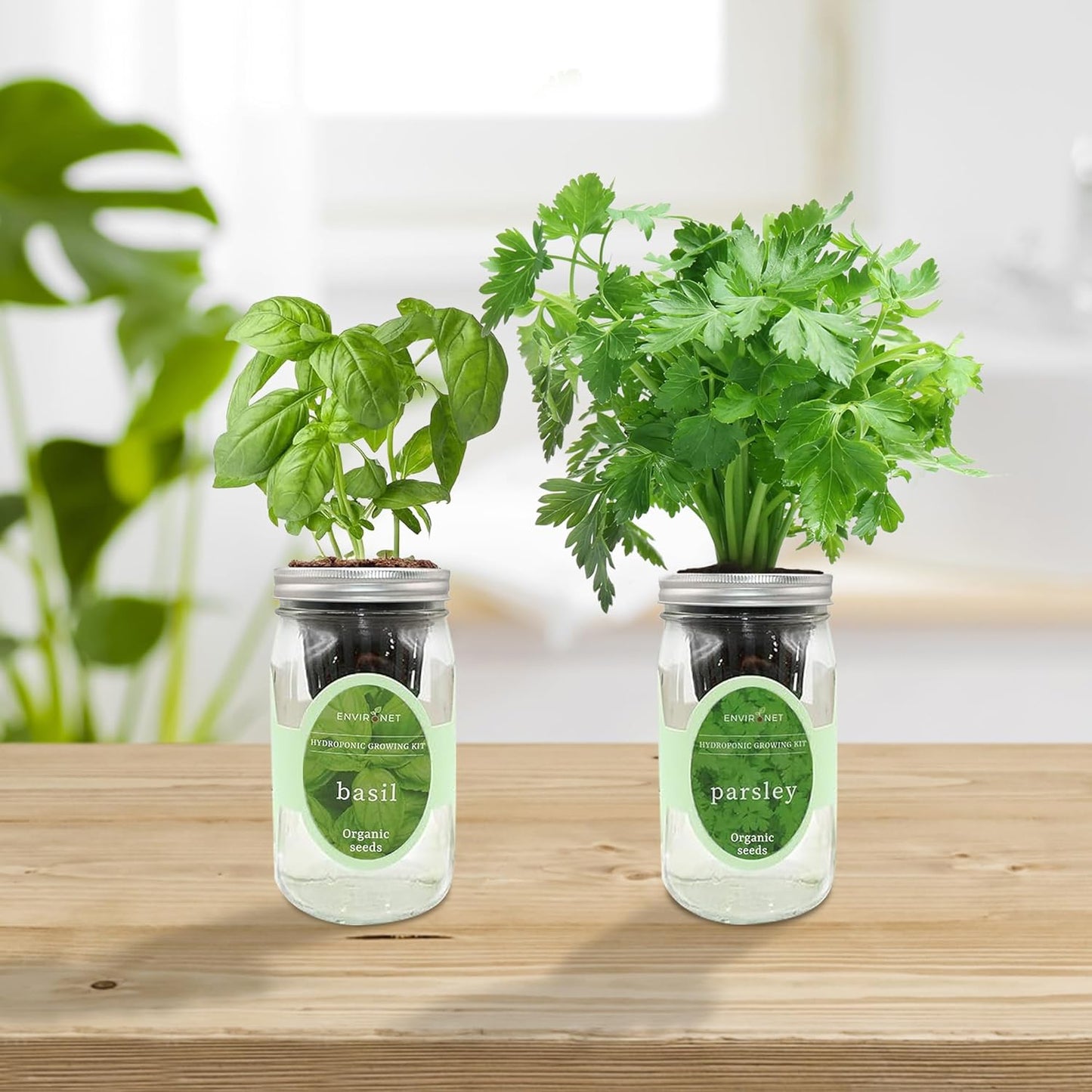 2-Pack Hydroponic Mason Jar Herb Garden Kit, Indoor Herb Garden Self-Watering Starter Kit (Basil, Parsley)
