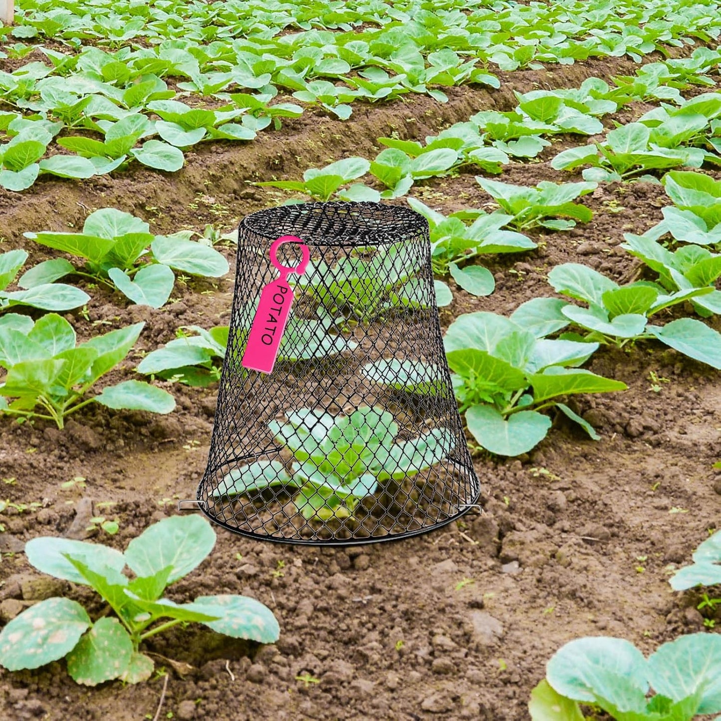 20 Pcs 9×9inch Chicken Wire Plant Covers Wire Garden Cloches Chicken Wire Cloche Plant Protector Metal Heavy Duty Garden Plant Cloche for Keeping Bunnies Chicken Squirrels Birds Other Out