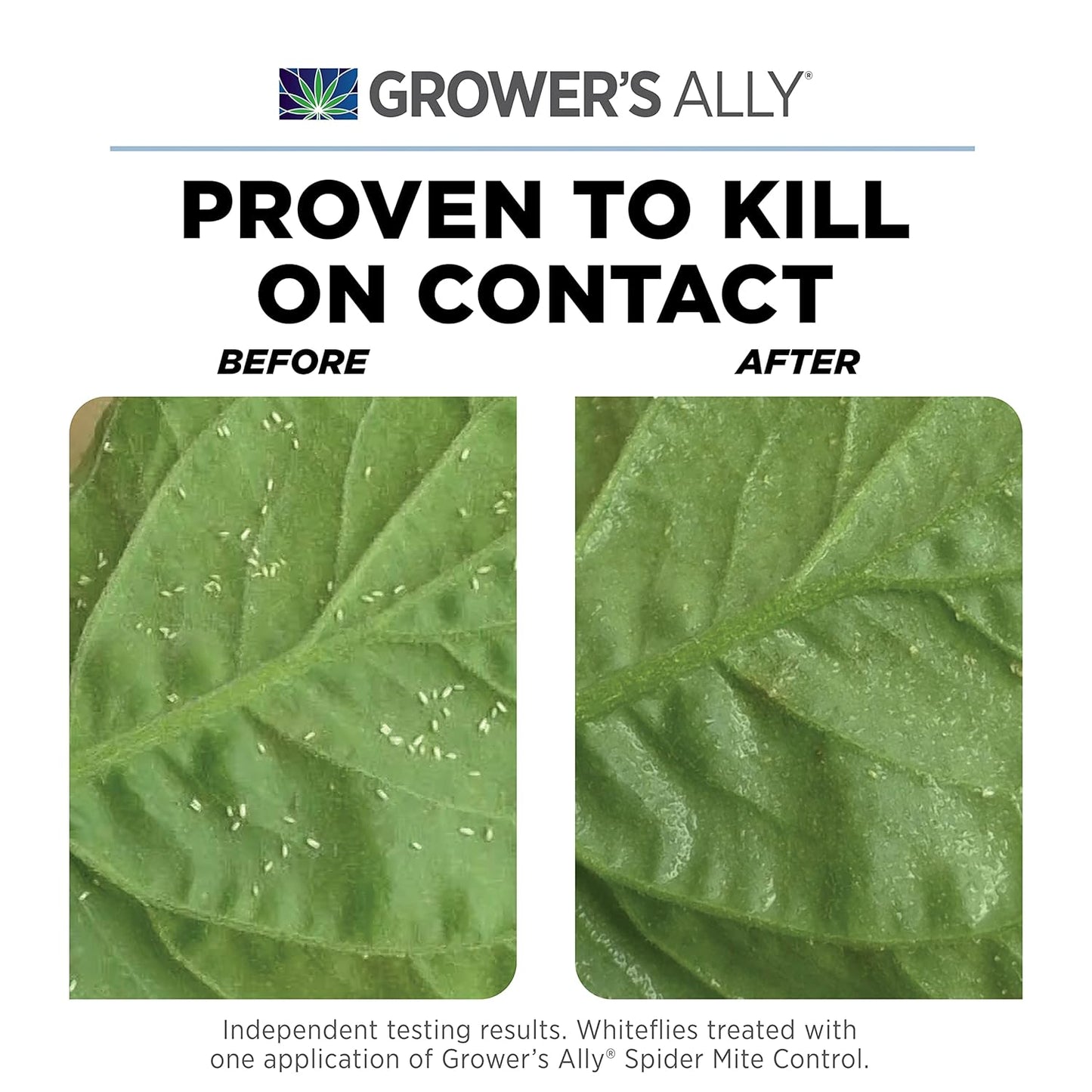 Grower's Ally Spider Mite Control Concentrate 1 gal | Natural Spider Mite & Insect Killer with Rosemary Oil - Trusted by Cultivators for Indoor and Outdoor Use