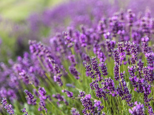 Greenwood Nursery: Live Perennial Plants - Provence Lavender + Lavandula x Intermedia - [Qty: 5X Pint Pots] - (Click for Other Available Plants/Quantities)