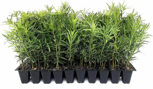 Podocarpus Macrophyllus Japanese Yew | 50 Live Plants | Podocarpus macrophyllus | Privacy Hedge Shrub | Evergreen Landscaping Plants for Gardens & Borders