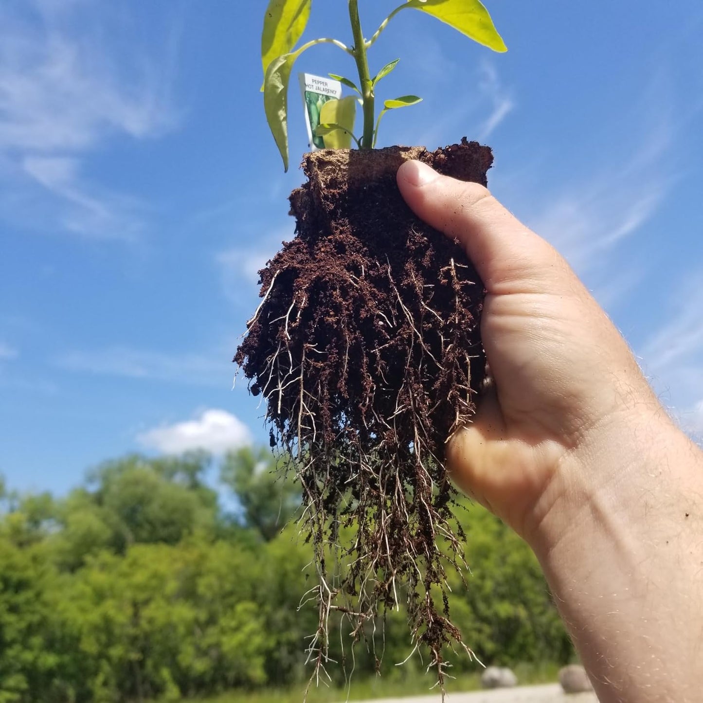 Daniel's Plants 4" Naked Pots | Large Natural Plantable Seed Starter Pots | OMRI-Listed Biodegradable for Seedlings | Enhanced Aeration | Earth Friendly - Peat Free | 10 Pack 4 Inch Round