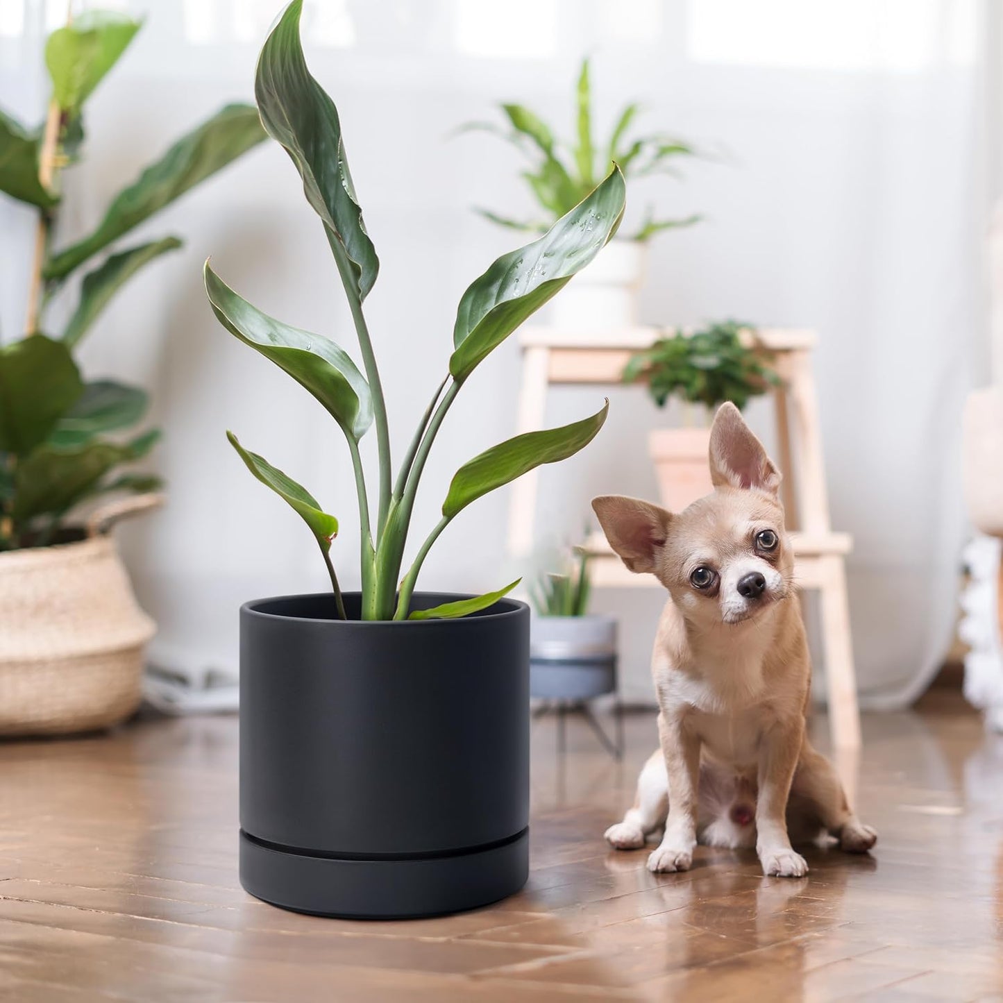 Phoenix Vine 6 Inch and 8 Inch Planter Pot with Drainage Hole & Deep Water Catch Tray Saucer, Straight Cylindrical Round Pot for Plants, Matte Black, 23-A-2-Y