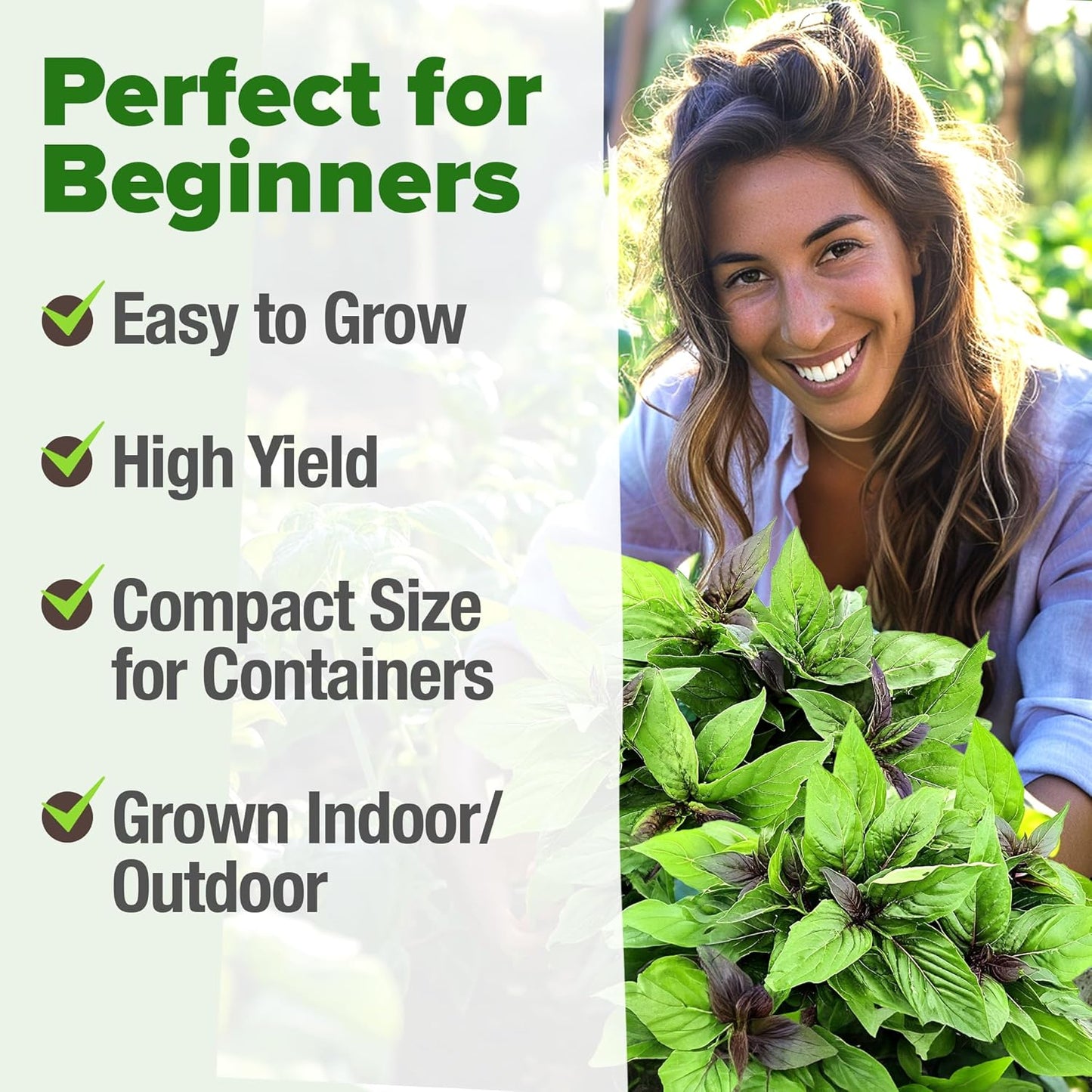 HOME GROWN Thai Basil Seeds Pack - 438 High Germination 𝗡𝗢𝗡-𝗚𝗠𝗢 𝗨𝗦𝗔 Heirloom Herb Seeds for Planting,Ideal for Growing Fresh Basil Planting Indoor or Outdoor(Ocimum basilicum var.thyrsiflora)