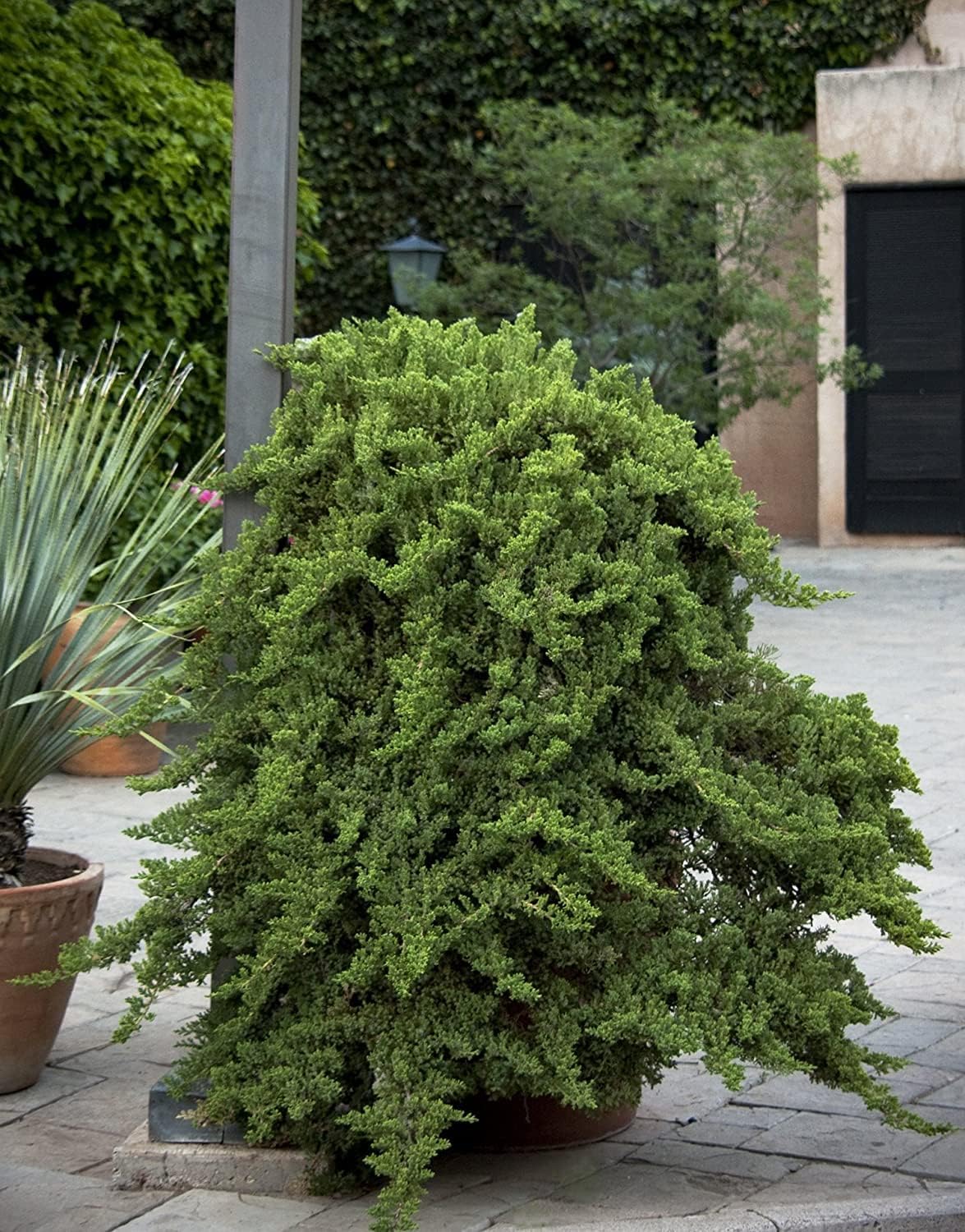 Juniper Procumbens Nana - 40 Live Plants - Drought Tolerant Evergreen Groundcover - Great for Bonsai