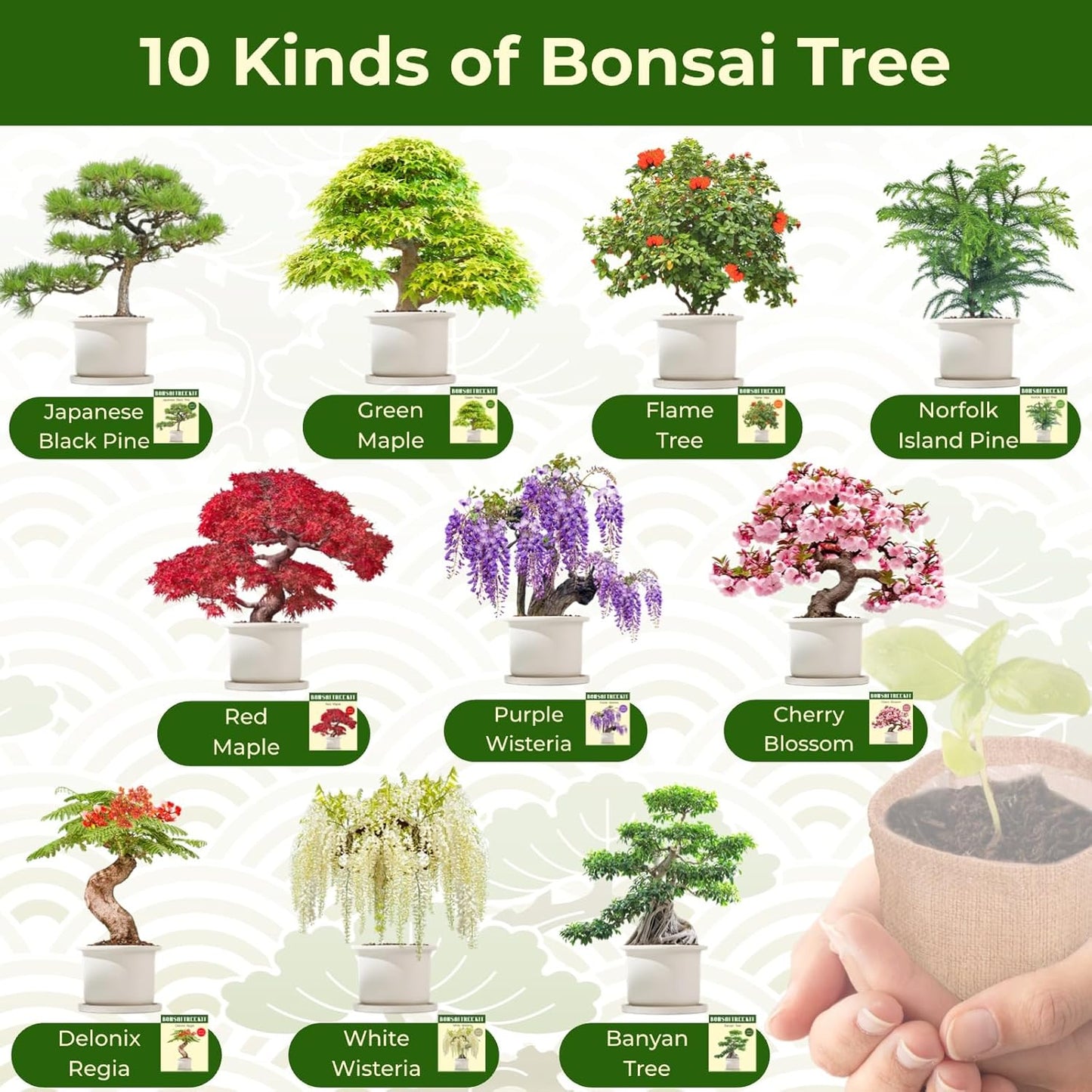 Premium Bonsai Tree kit - 10 Types Bonsai Tree Growing Set for Starter with Soil, Pots, Scissor, Plant Makers, Grow Greenery Indoor, Beginner Planting Kit Plant Gifts