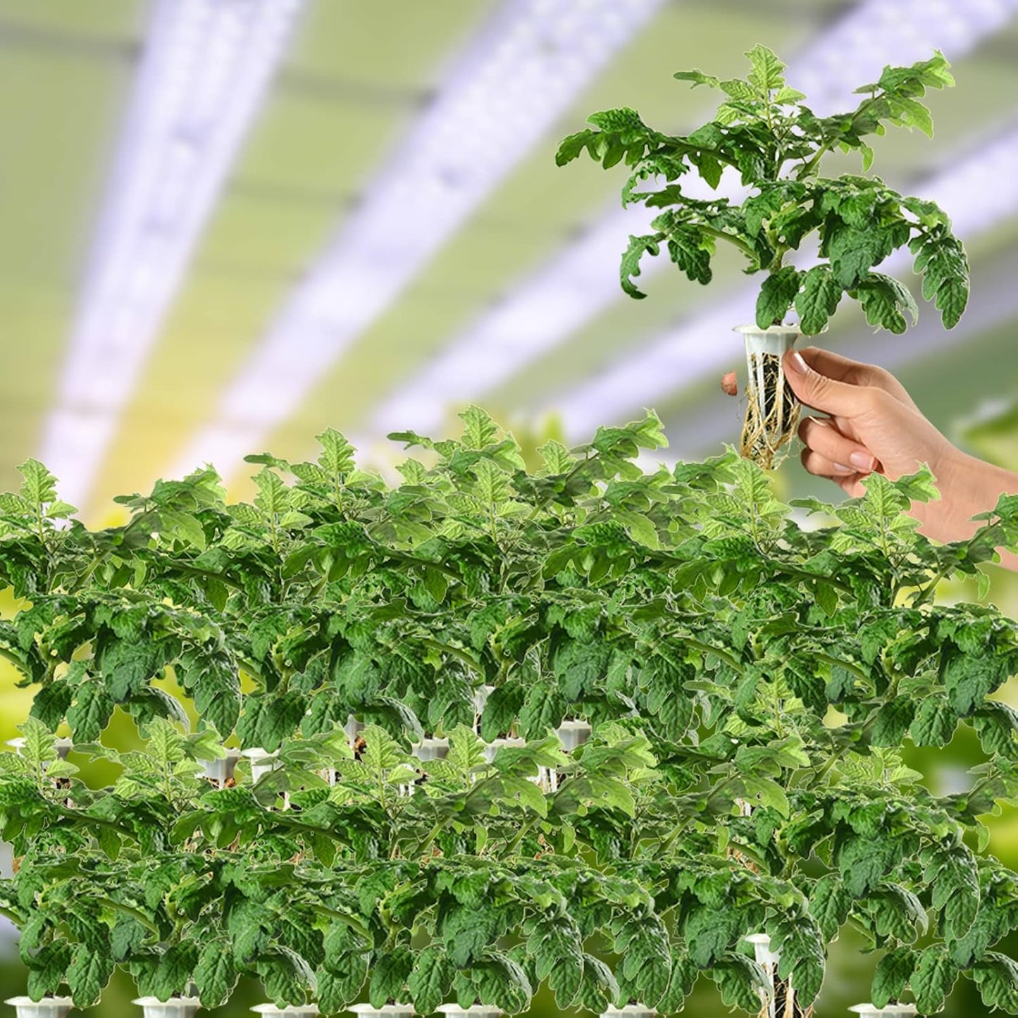 80 Pack Hydroponics Sponge,Replacementpre-Grow Sponges,Hydroponics Growing System Kit Compatible with Aerogarden sponges,Supplement pods for hydroponic Indoor Garden Growing System