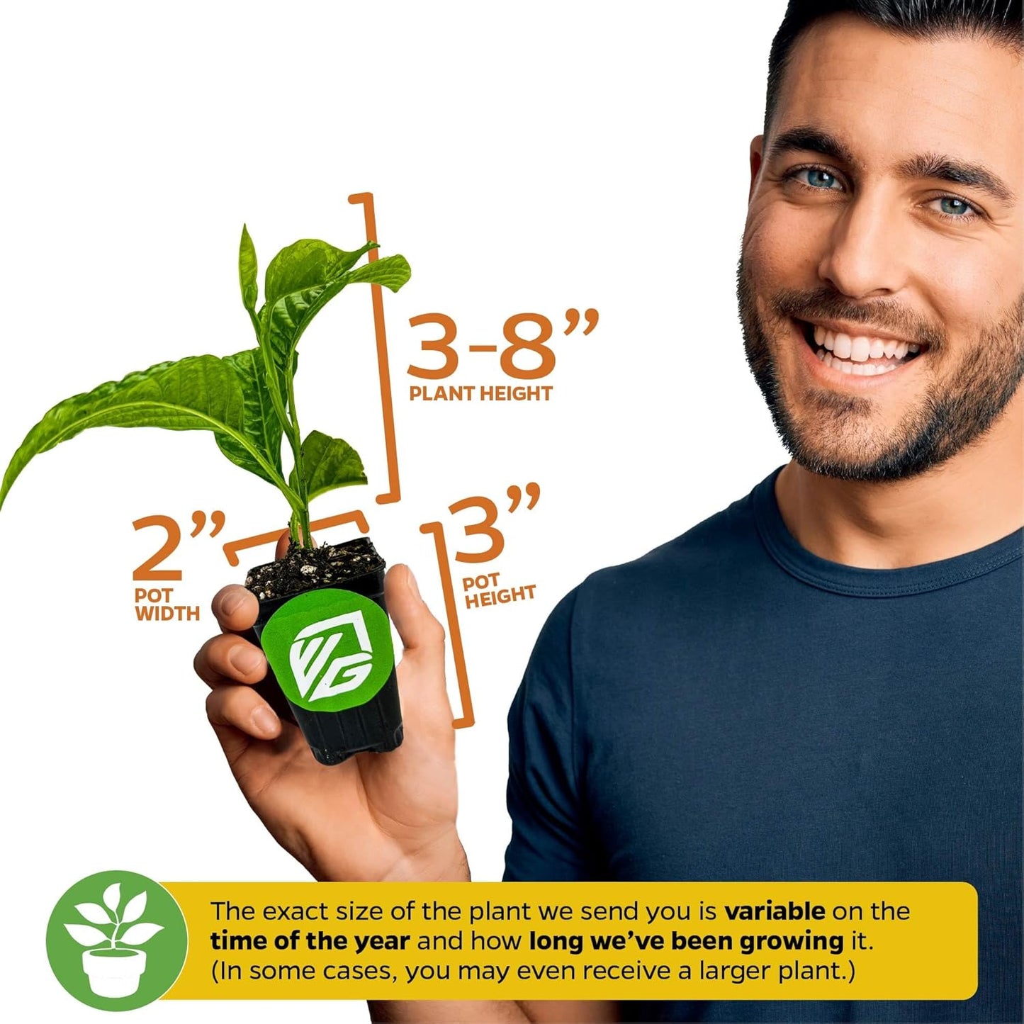 Granadilla Passion Fruit Vine Live Plant (Giant Granadilla) – Passiflora quadrangularis by Wellspring Gardens – Huge Edible Fruit – Fast-Growing & Ornamental – Great for Trellises & Fences (2-Pack)