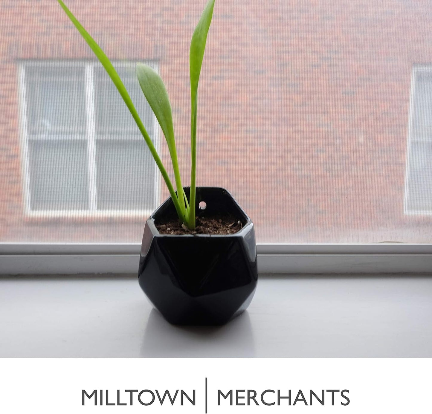 Milltown Merchants Succulent Wall Planter - Black Ceramic Mounted Planter - Succulent Plant Pot - Hanging Vase for Living Wall (1 Pack/Geometric/Black)