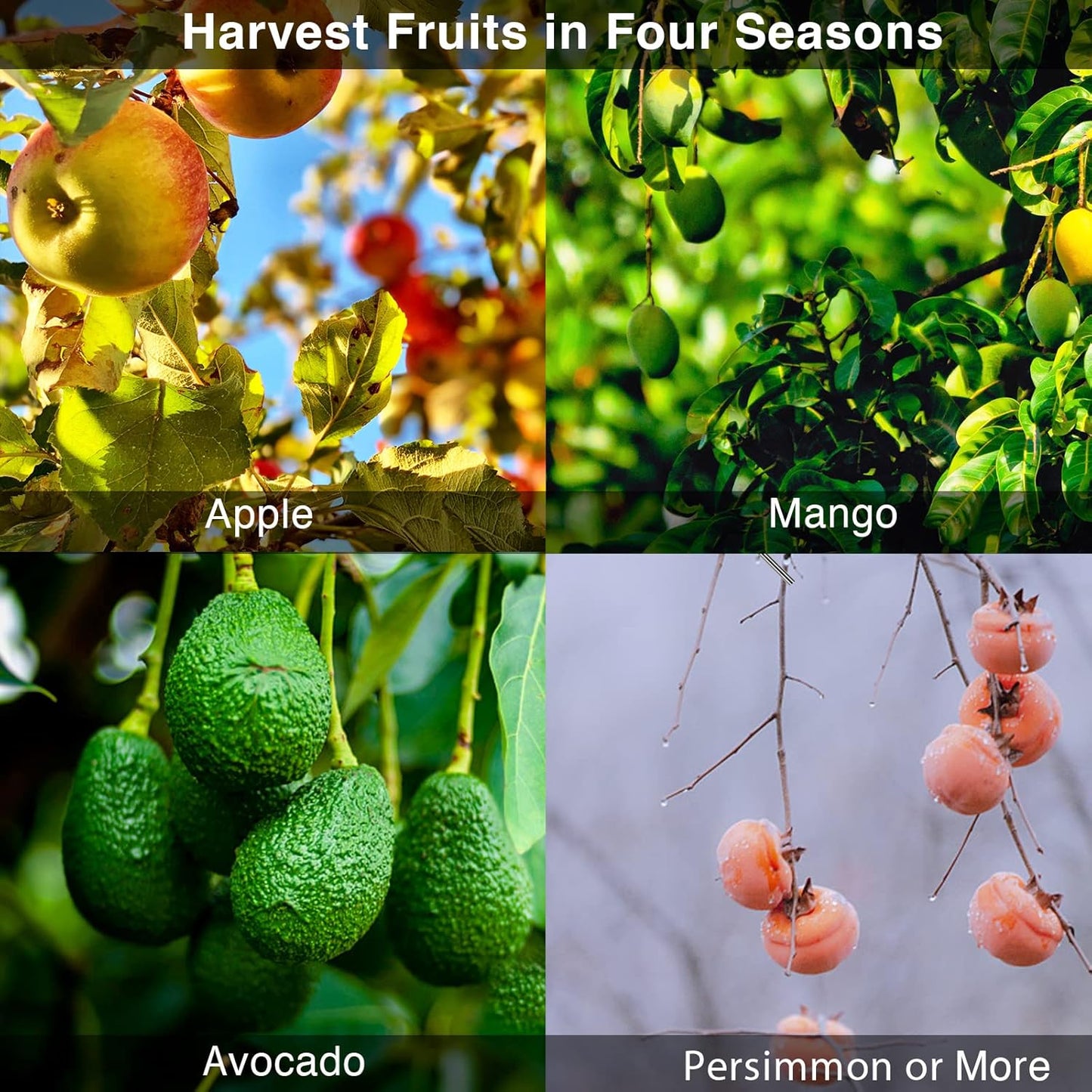 DonSail Fruit Picker Pole Tool with Basket Long Handle, 35-65 Inch Adjustable Apple Orange Picker Pole Tool with Basket for Avocado Acorn Lemon Pear Mango Tree Picker