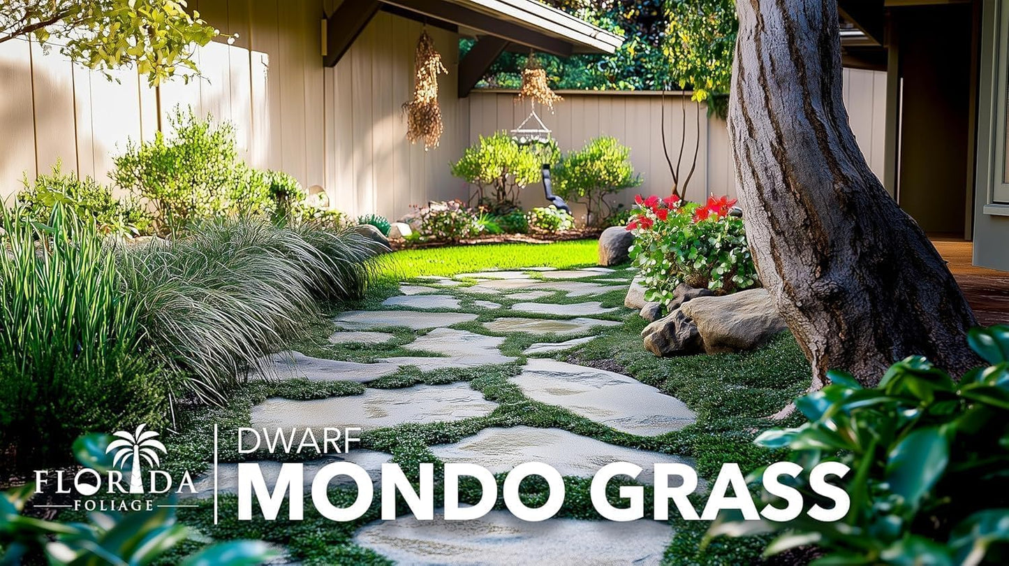 Dwarf Mondo Grass | 3 Live Plants | Japonicus Nanus | Shade Loving Evergreen Lilyturf Groundcover