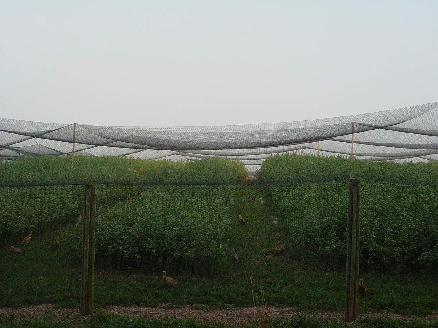 Excursions Aviary Netting 1" Heavy Knotted Poultry Net (25' x 50')