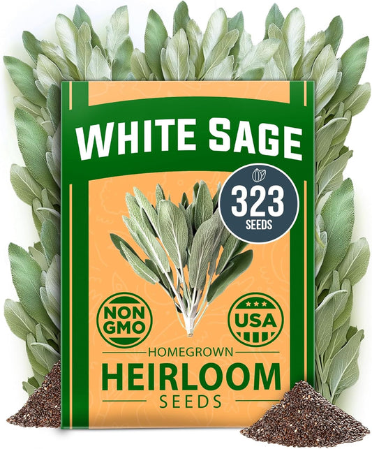 HOME GROWN 𝗨𝗦𝗔 𝗣𝗥𝗘𝗠𝗜𝗨𝗠 White Sage Seeds 323 Pack 𝗡𝗢𝗡-𝗚𝗠𝗢 Heirloom Seeds - Grow Aromatic Sage Plants for Your Herb Seeds Garden with Sage for Planting Outdoor or Indoor (Salvia apiana)