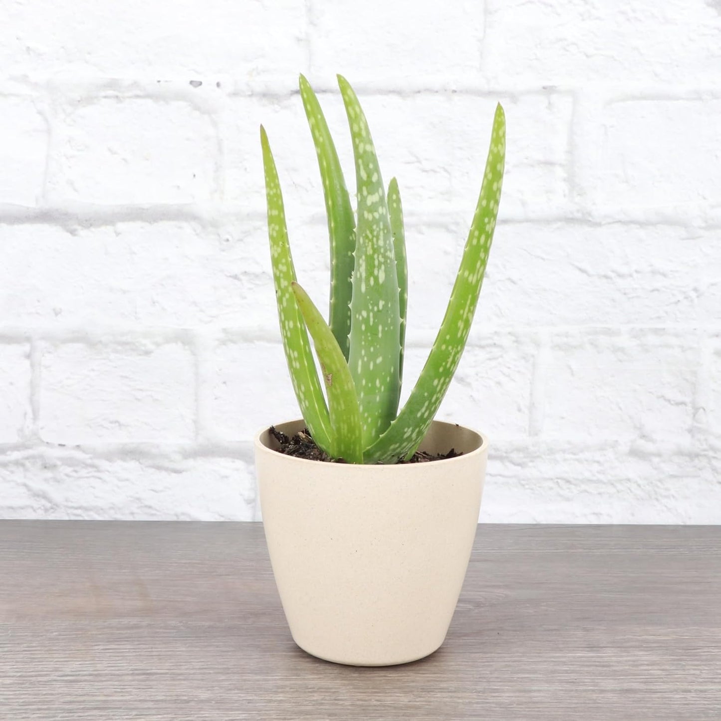 Thorsen's Greenhouse Aloe Vera, Live Indoor Plant, Aloe barbadensis, Easy to Grow, Succulent, Natural Air Purifier, 4" Diameter Pot (Natural)