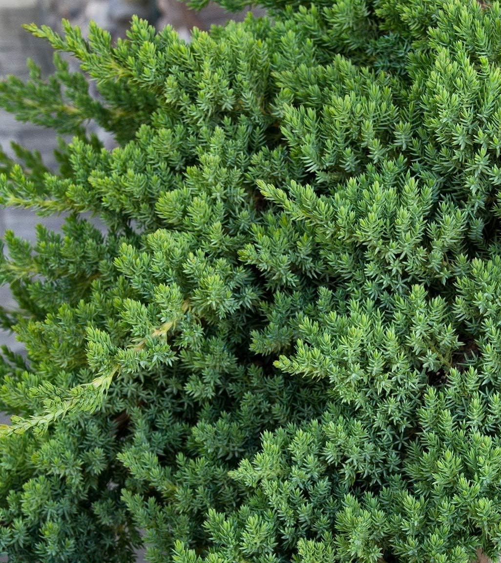 Juniper Procumbens Nana - 10 Live Plants - Drought Tolerant Evergreen Groundcover - Great for Bonsai