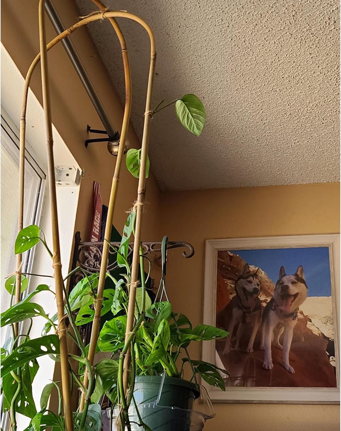 Avalution 10 Pcs Natural U-Hoops Bamboo Garden Trellis, 4 Ft Bamboo Trellis U-Shape Plant Support for Climbing Plants Indoor and Outdoor Use