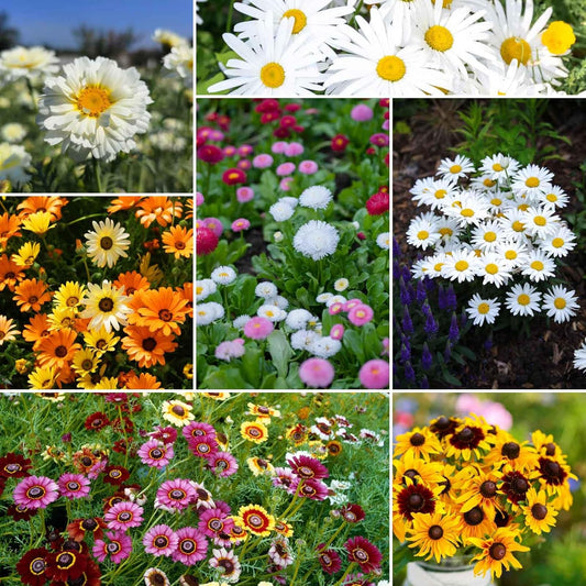 Eden Brothers Daisy Crazy Flower Mixed Seeds for Planting, 1/4 lb, 120,000+ Seeds with Creeping, Painted, Yellow Daisy | Attracts Pollinators, Plant in Spring or Fall, Zones 3, 4, 5, 6, 7, 8, 9, 10