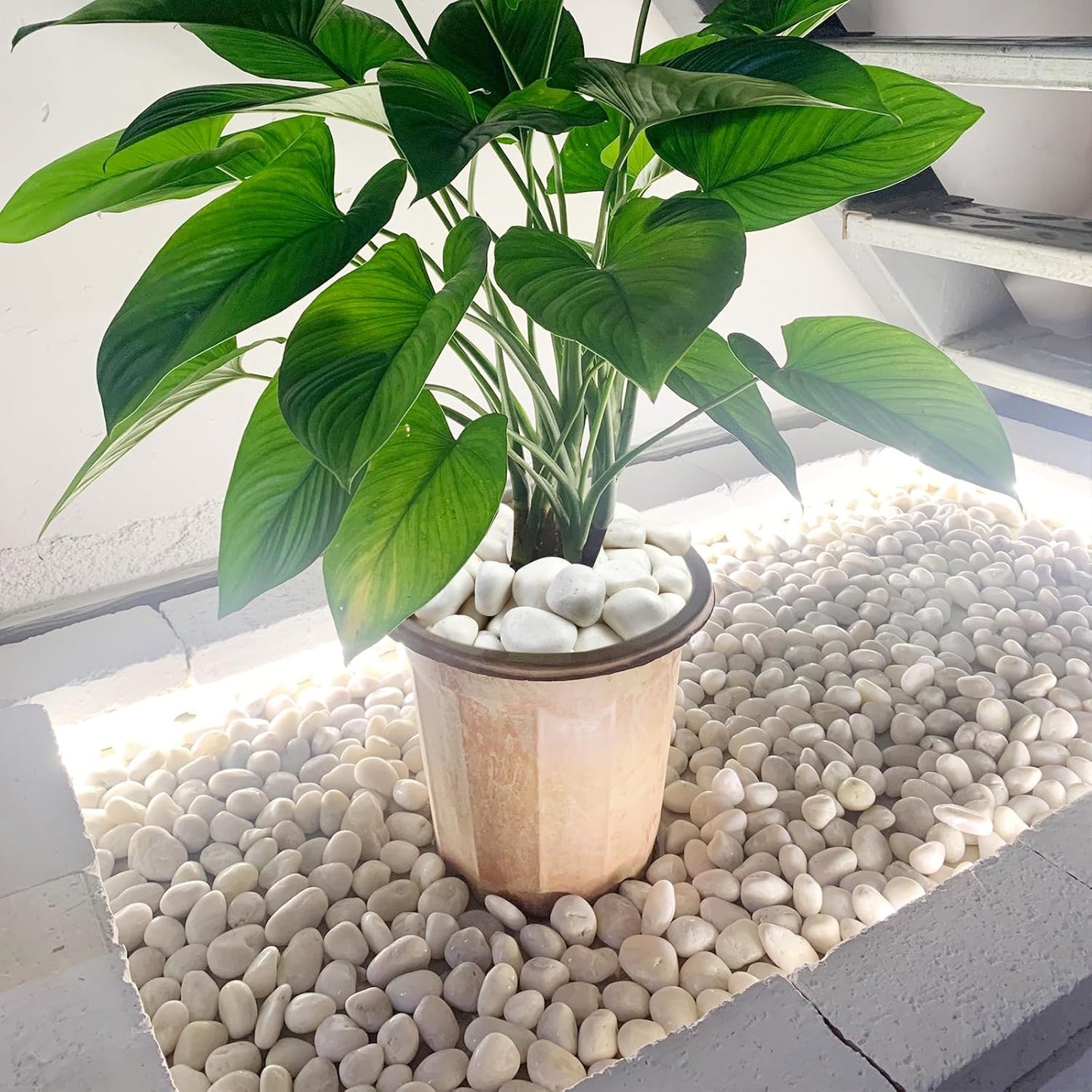 10 lbs White River Rocks for Plants, 2-3 Inch Decorative White Stones Pebbles for Indoor Plants, Vase, Terrarium, Landscaping, Garden and Yard