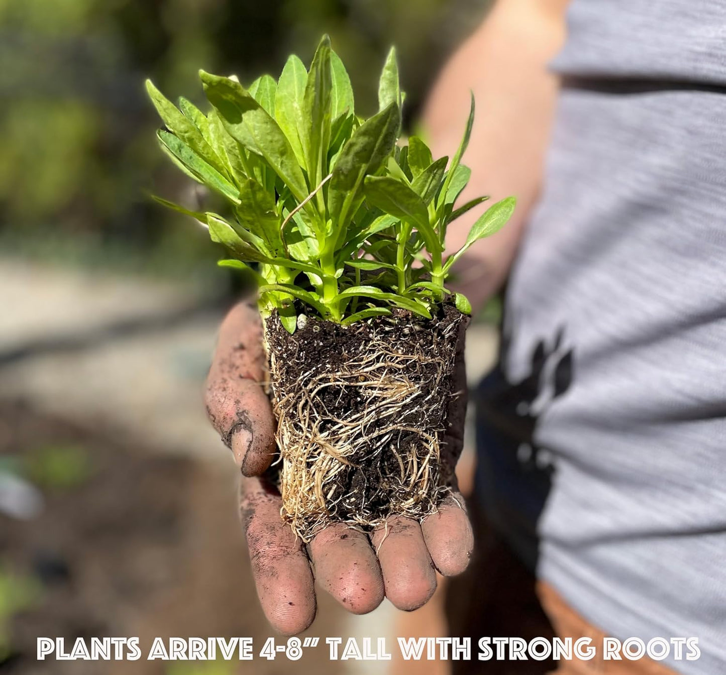 32 Live Outdoor Native Plants for Full Sun from My Home Park – Includes Aromatic Aster, Blue Mistflower, Lanceleaf Coreopsis, Mountain Mint & Purple Coneflower – Not Seeds – Easy to Grow Perennials