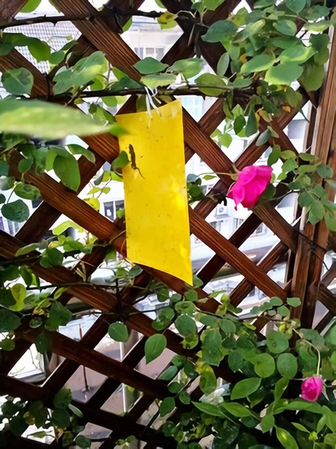 Faicuk Yellow Dual-Sided Sticky Fly Traps for Plant Insect Like Aphids, Fungus Gnats, Leaf Miners and White Flies (10 Pack)