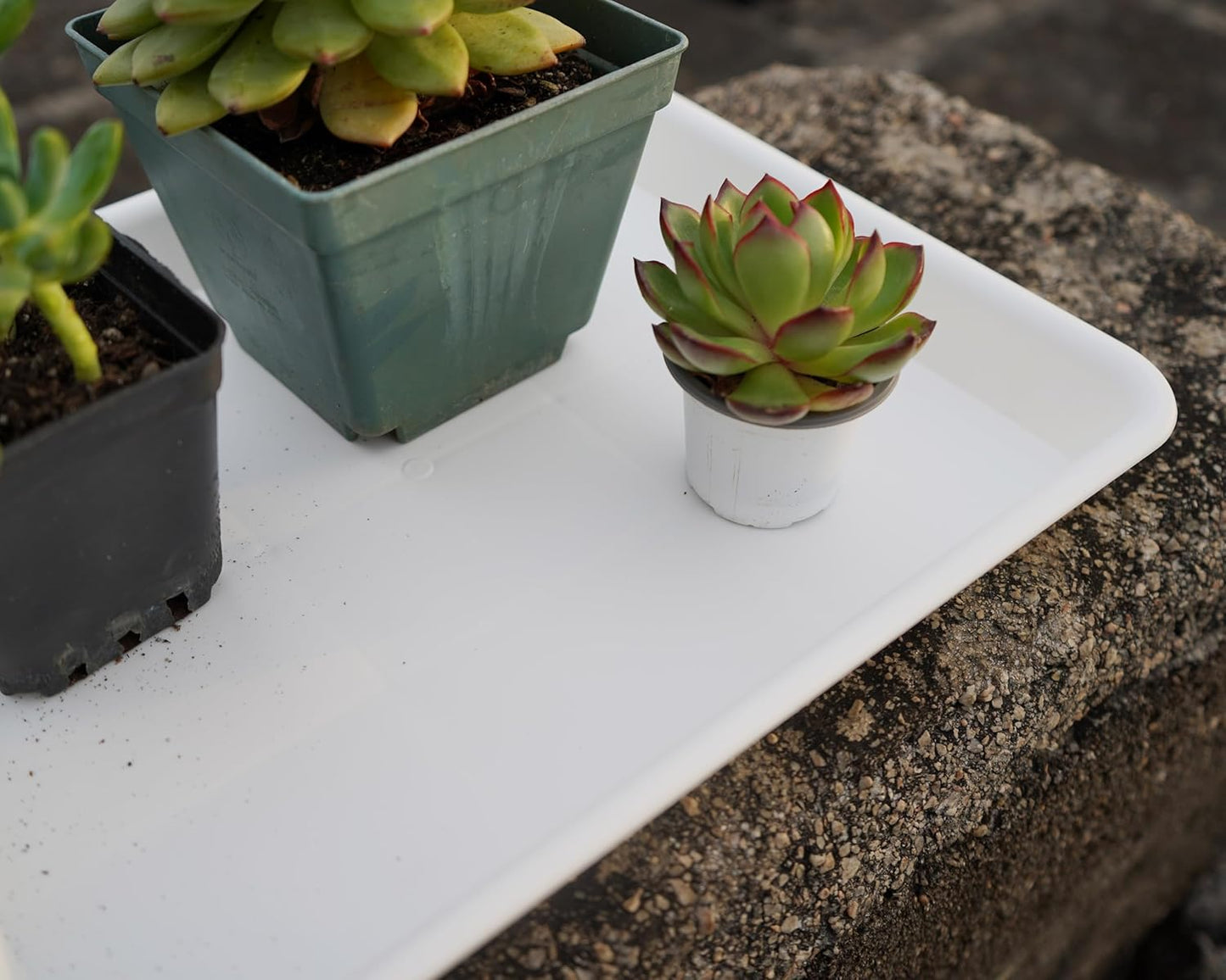 2 Pack Plant Growing Nursery 1020 Trays, Heavy Sturdy Seed Starting Saucer, No Holes Starter Tray for Indoors (22"x11.2", Creamy White)