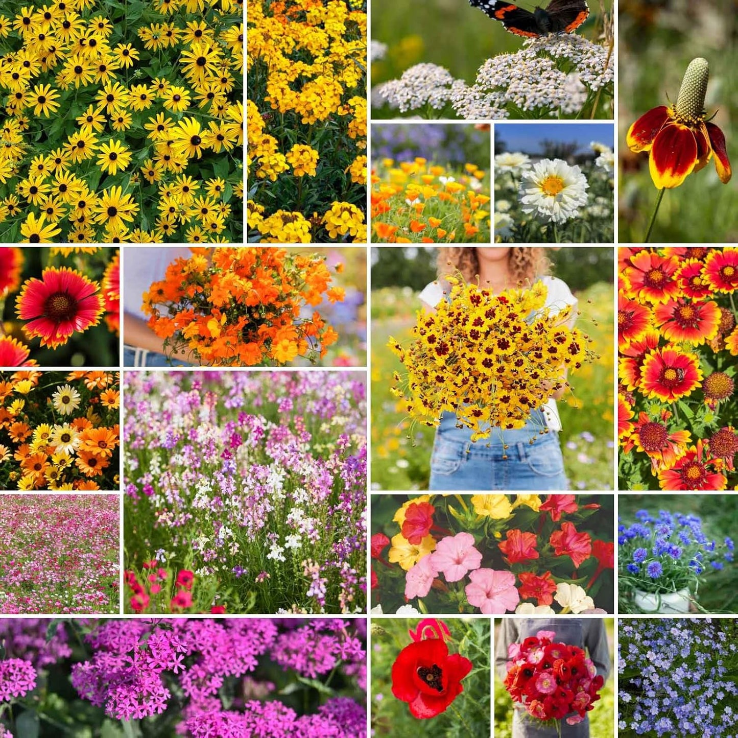 Eden Brothers Dry Area Wildflower Mixed Seeds for Planting, 10 lb, 4,800,000+ Seeds with Cosmos, African Daisy, Blue Flax | Attracts Pollinators, Plant in Spring or Fall, Zones 3, 4, 5, 6, 7, 8, 9, 10