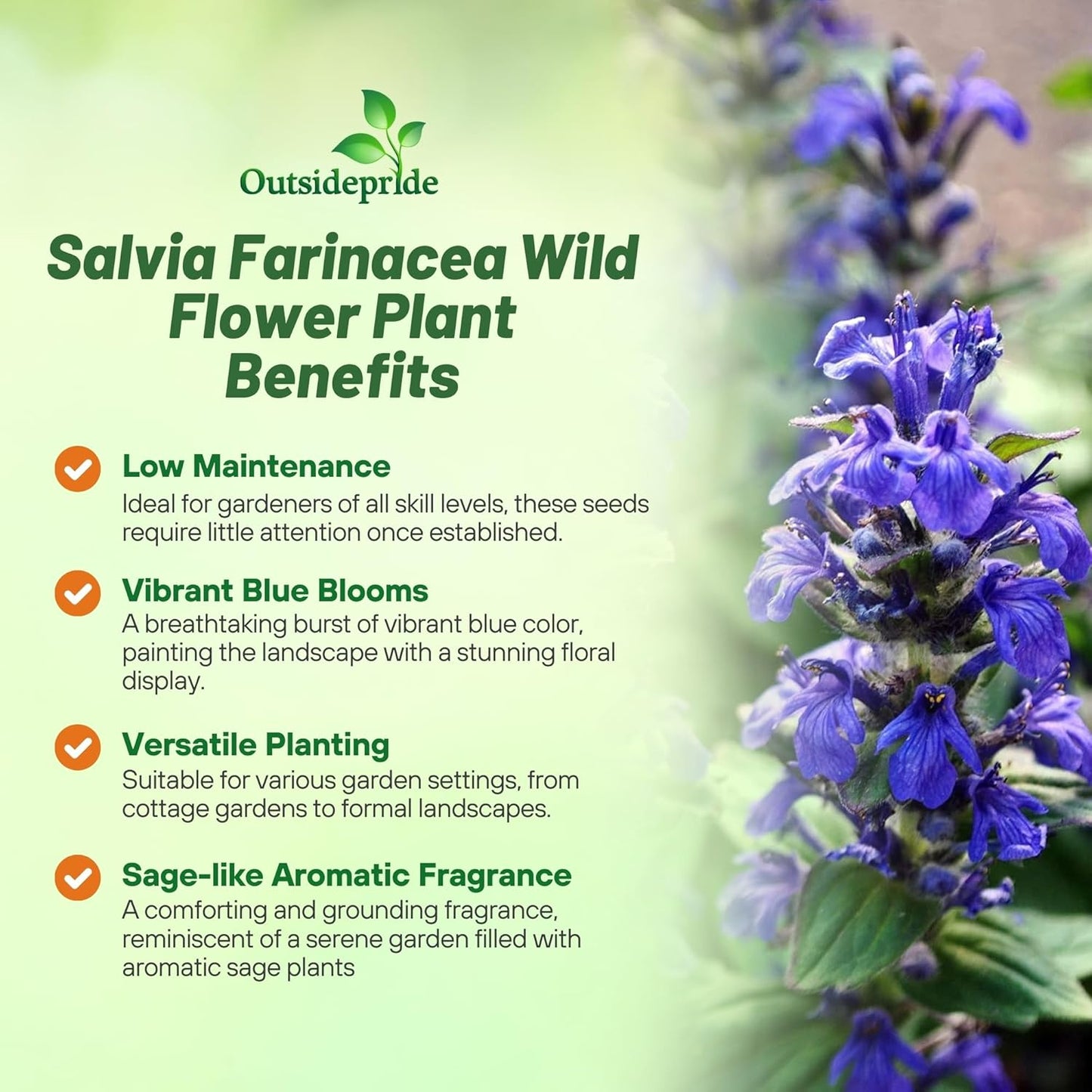 Outsidepride Blue Sage Seeds - 5000 Pcs Perennial, Drought-Tolerant & Deer-Resistant Wildflower Seeds w/Fragrant Blooms for Pollinator Attractant for Butterfly & Hummingbird Gardens & Landscaping