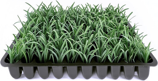 Dwarf Mondo Grass | 3 Live Plants | Ophiopogon Japonicus Nana | Lush Ground Cover | Shade Loving Low Maintenance Garden Solution | Ideal for Landscaping and Borders | Hardy and Evergreen