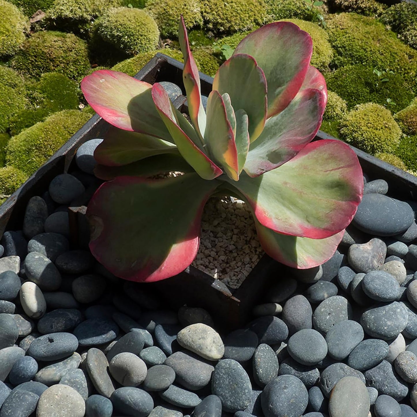 Black River Rocks for Landscaping, 2-3 Inch Natural River Rocks for Garden Beds, Potted Plants, Fish Tanks, DIY Pathway and Backyard Accent, Stones for Crafts, Walkways(40lbs Bulk)