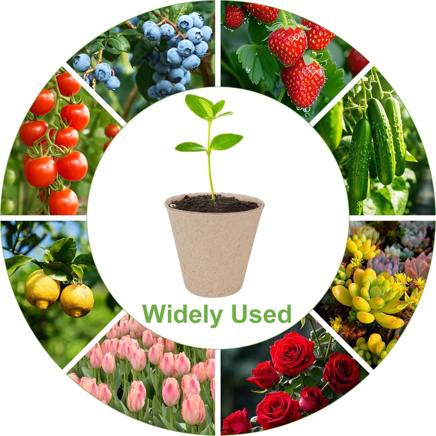 30 Packs Peat Pots, 3.1 Inch Seed Starting Pots Without Drainage Holes, Biodegradable Round Nursery Pot, Starting Seeds of Vegetables, Herbs, and Flowers