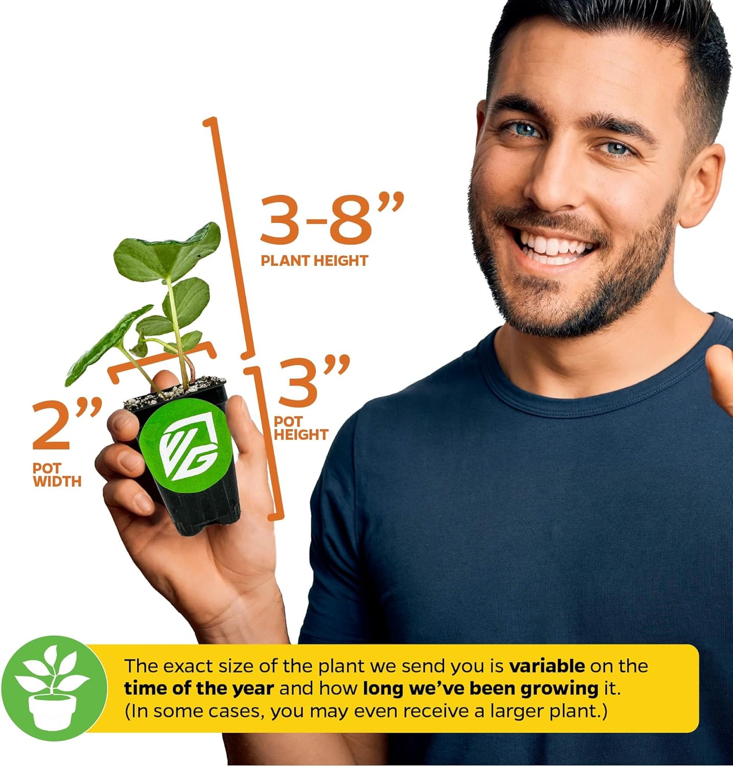 Tractor Seat Plant (Leopard Plant) – Farfugium Japonica VAR. Gigantea by Wellspring Gardens – Large Glossy Foliage – Shade-Loving Ornamental – Great for Containers & Landscaping (2-Pack)