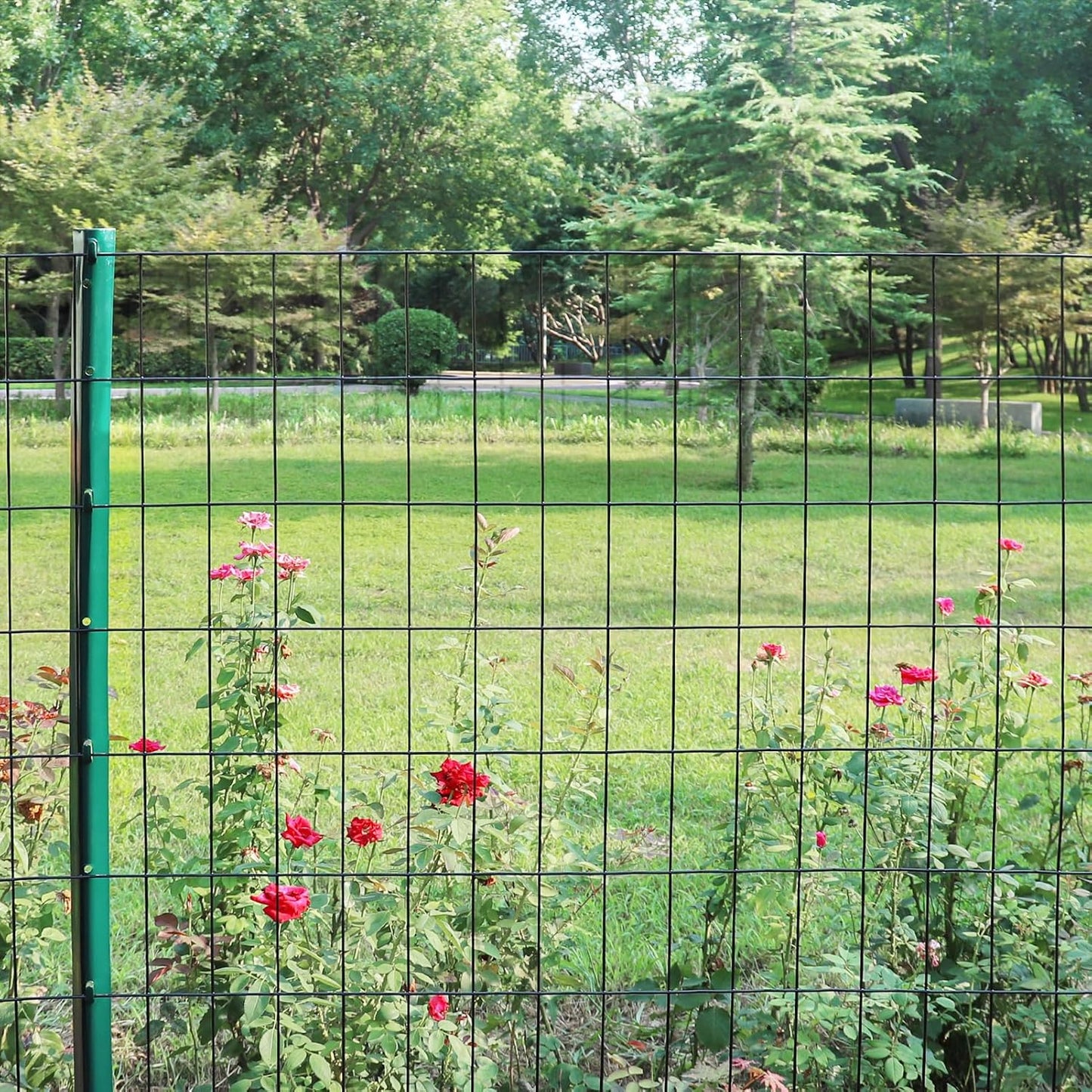 Black PVC Coated Welded Wire Fence 36 Inch x 50 Foot, 2 Inch x 4 Inch 15GA, Garden Border Fencing Roll Vinyl Coating Metal Wire Mesh Hardware Cloth for Yard Vegetable Plant Protection