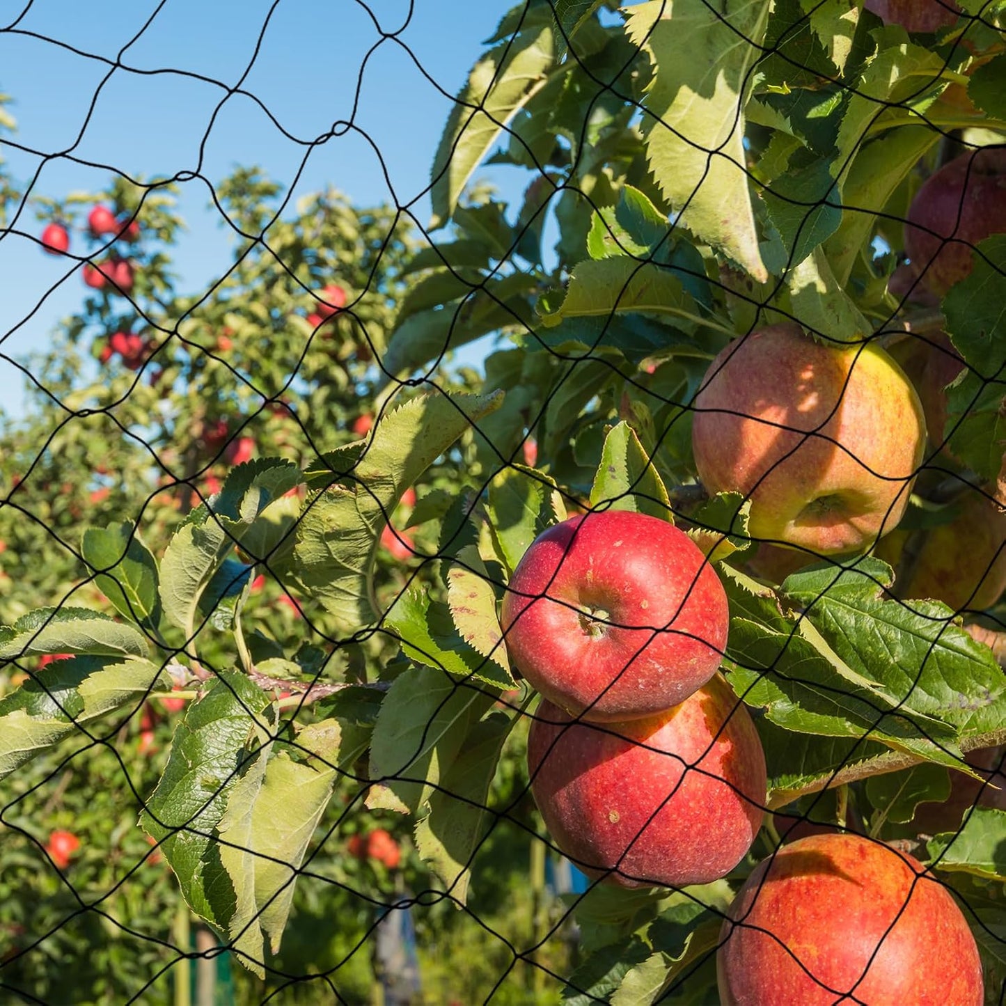 Windyun 2 Pcs Bird Netting 50' x 100' Bird Net Chicken Coop 2.4" Mesh Heavy Duty Deer Fence Aviary Net Reusable Fruit Tree Poultry Barrier for Garden Protection Vineyard Against Hawk Squirrel, Black