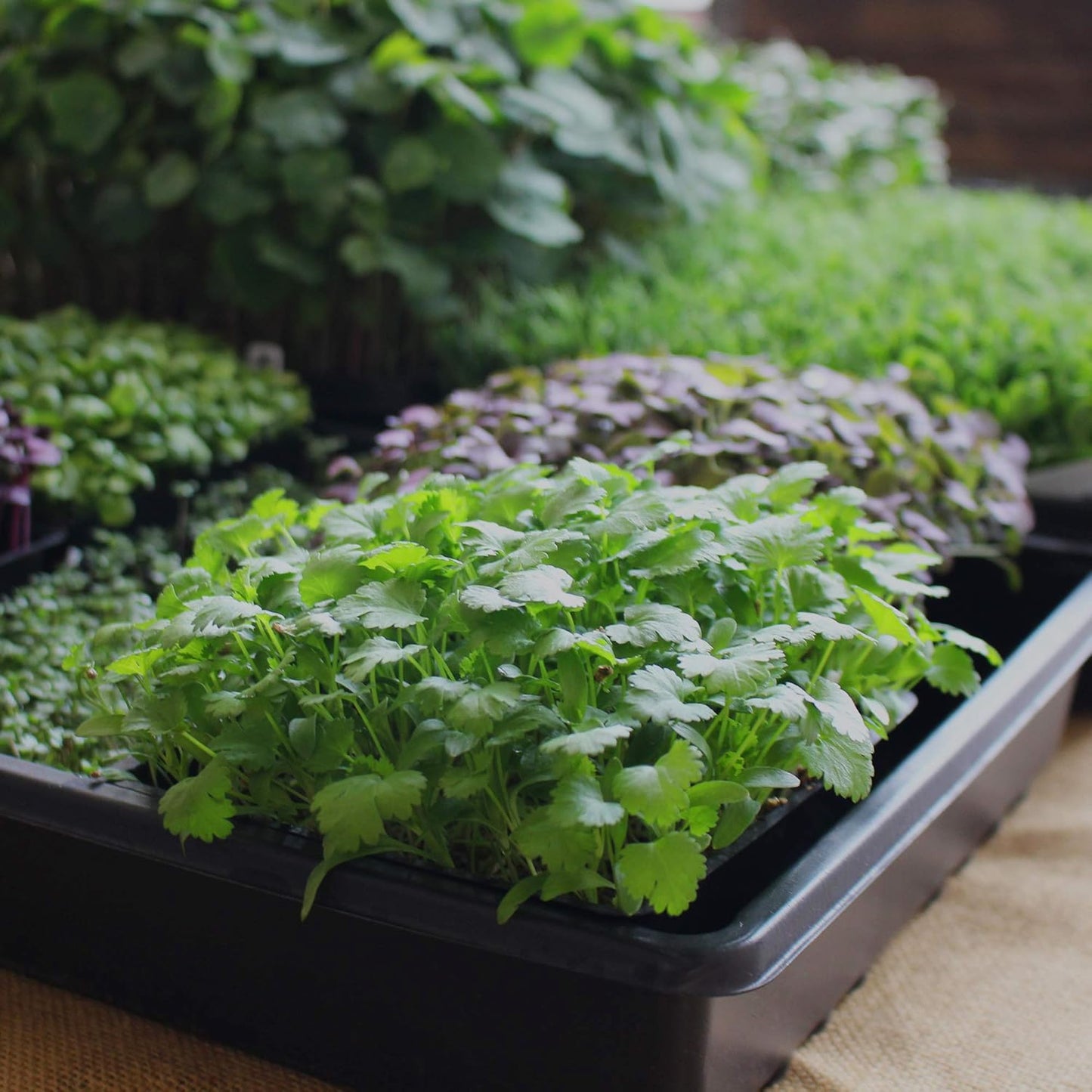 Minute Soil - Compressed Coco Coir Fiber Grow Medium - 60 MM Disks - 10 Pack = 5.5 Quarts of Potting Soil - Indoor Container Gardening: Seed Starting, Plants, Herbs, More - Just Add Water - OMRI