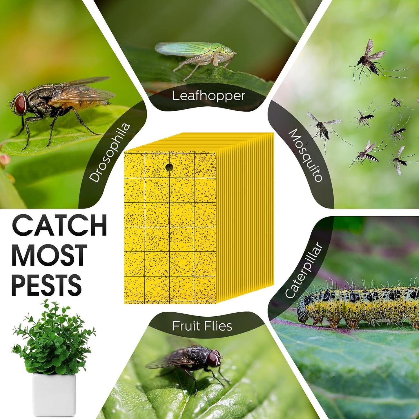 Qualirey 100 Pcs Yellow Sticky Trap for Gnats 3 x 5'' Dual Side Sticky Fruit Fly Trap with Tie Plant Sticky Trap for Flying Insect Fungus Bugs Flying Sticky Trap Sticky for Indoor Outdoor