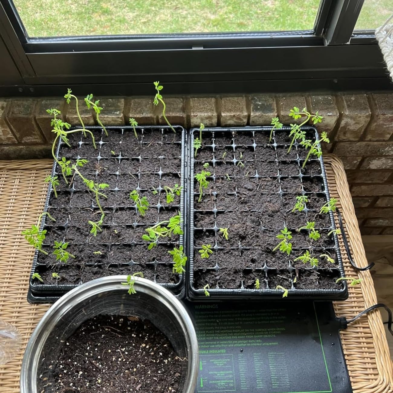 Heavy Duty Seed Starter Trays with 5'' Tall Humidity Domes & 2.75'' Deep Cells – 3-Pack (162 Cells Total) Reusable Plant Germination Kit, Durable Plastic Seedling Trays for Herbs, Vegetables